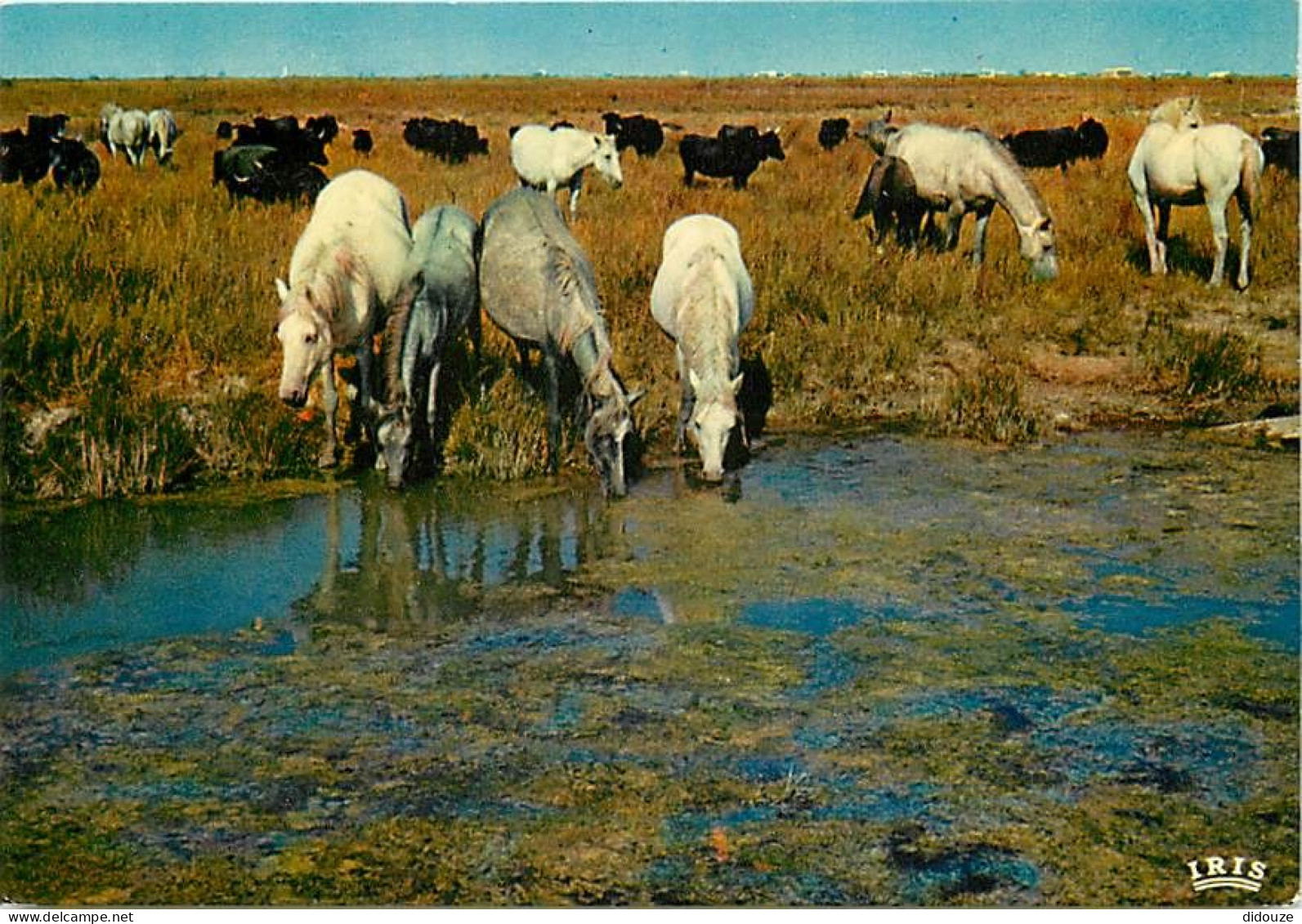 Animaux - Chevaux - Camargue - Un Ciel Très Pur, Une Plaine Sans Limite, Des Taureaux Et Des Chevaux Sauvages En Liberté - Chevaux