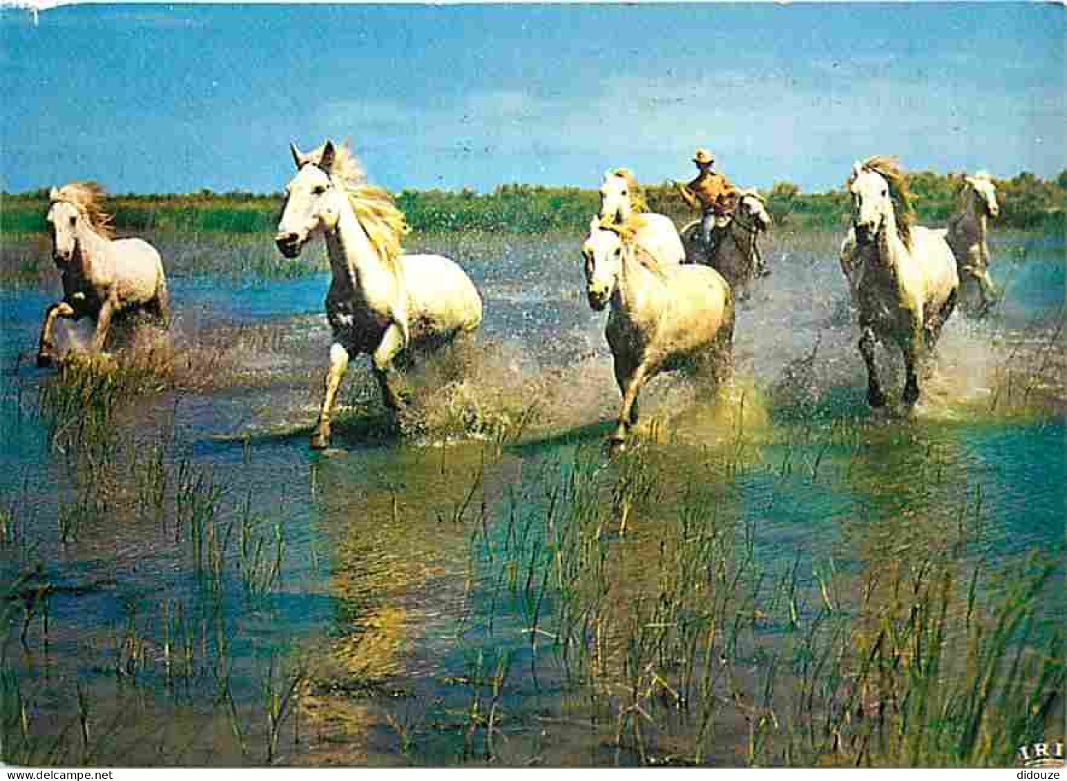 Animaux - Chevaux - Camargue - Dans Le Marais Chevaux Sauvages - Flamme Postale - CPM - Voir Scans Recto-Verso - Pferde