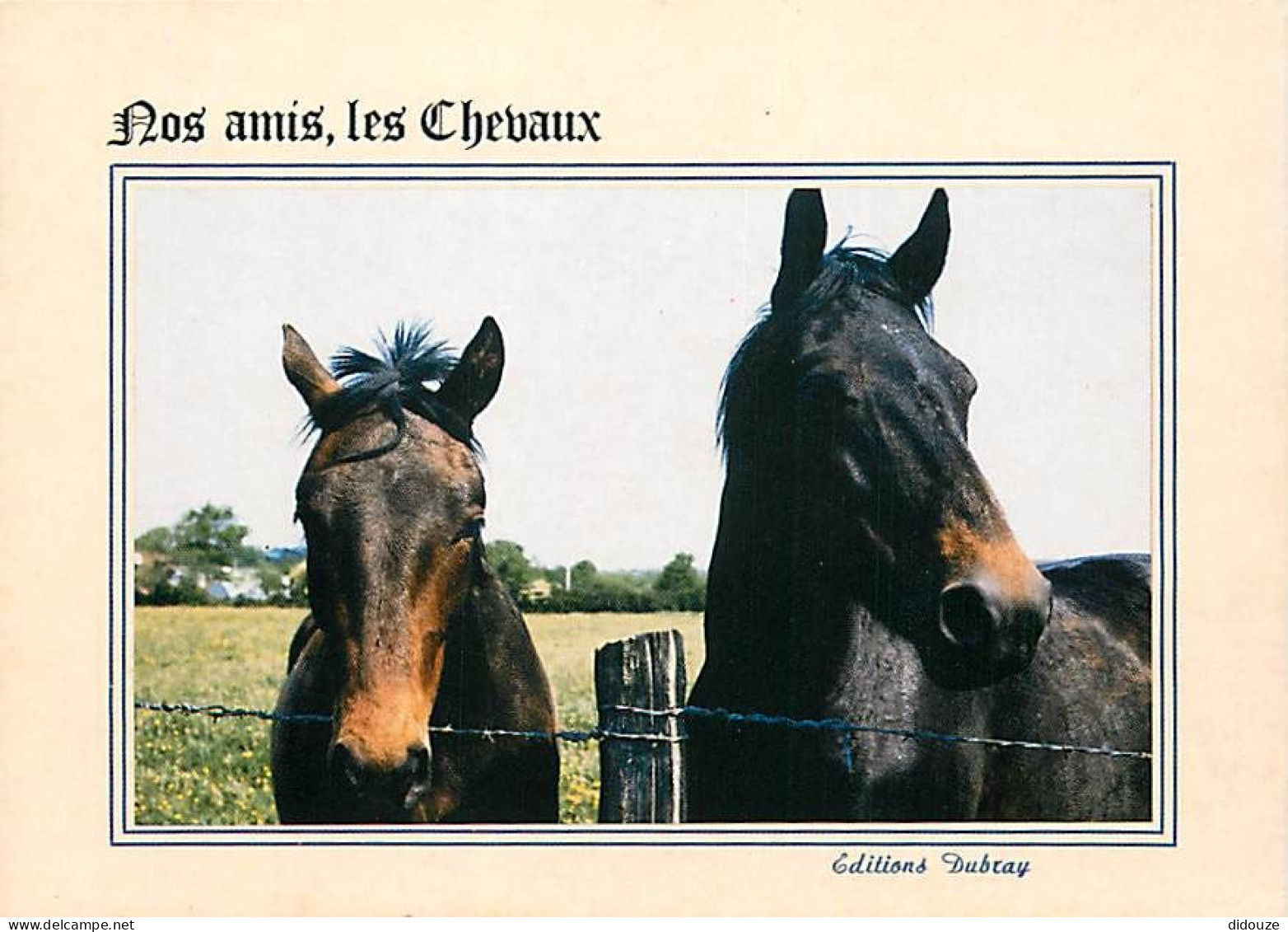 Animaux - Chevaux - Nos Amis Les Chevaux - Editions Dubray - Carte Neuve - CPM - Voir Scans Recto-Verso - Pferde