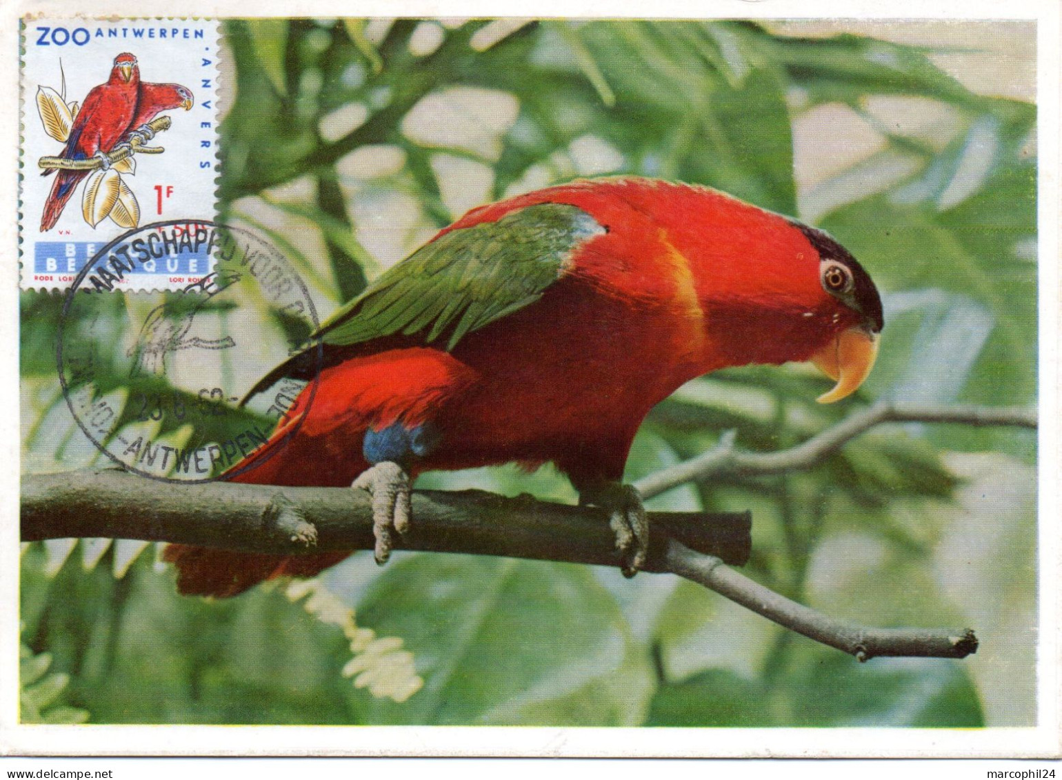 OISEAU / LORI ROUGE  = BELGIQUE 1962  N° 1217   = CARTE MAXIMUM - Pappagalli & Tropicali