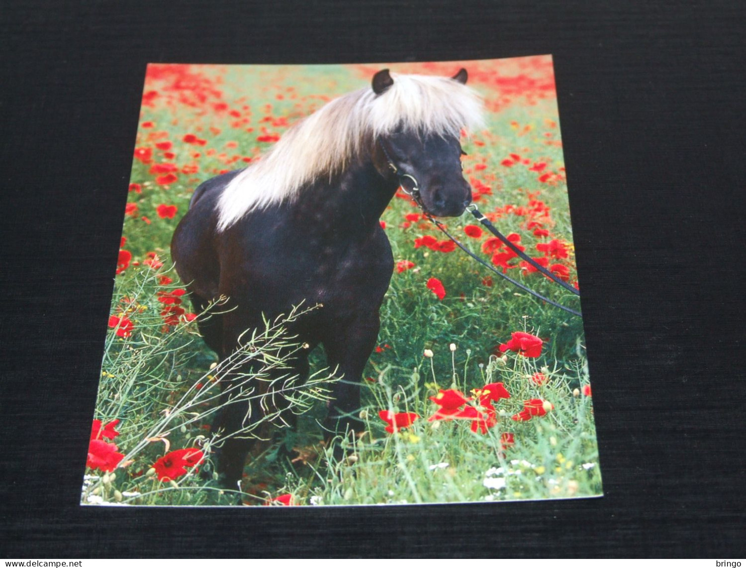 74942-      ICELANDIC  HORSE / HORSES / PFERDE / CAVALLI / CHEVAUX / CABALLOS - Pferde