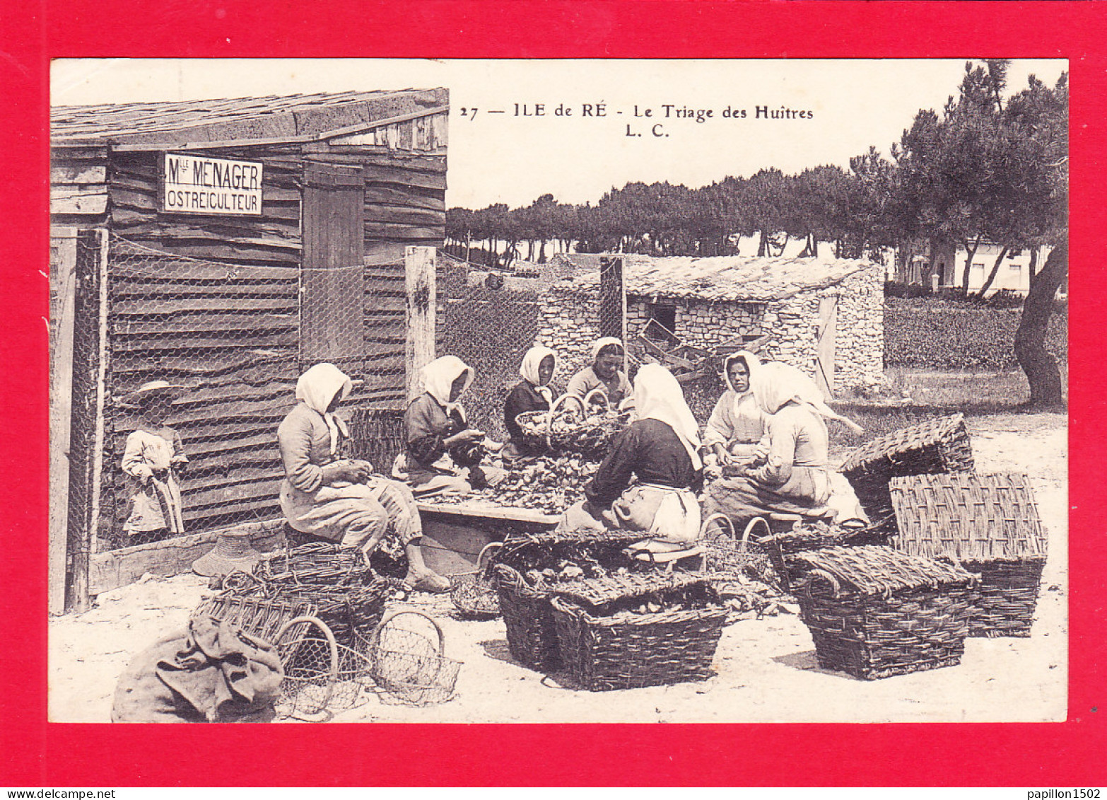 F-17-Ile De Ré-216Ph120  Le Triage Des Huîtres, M. MENAGER, Ostréiculteur, Animation, Cpa  - Ile De Ré