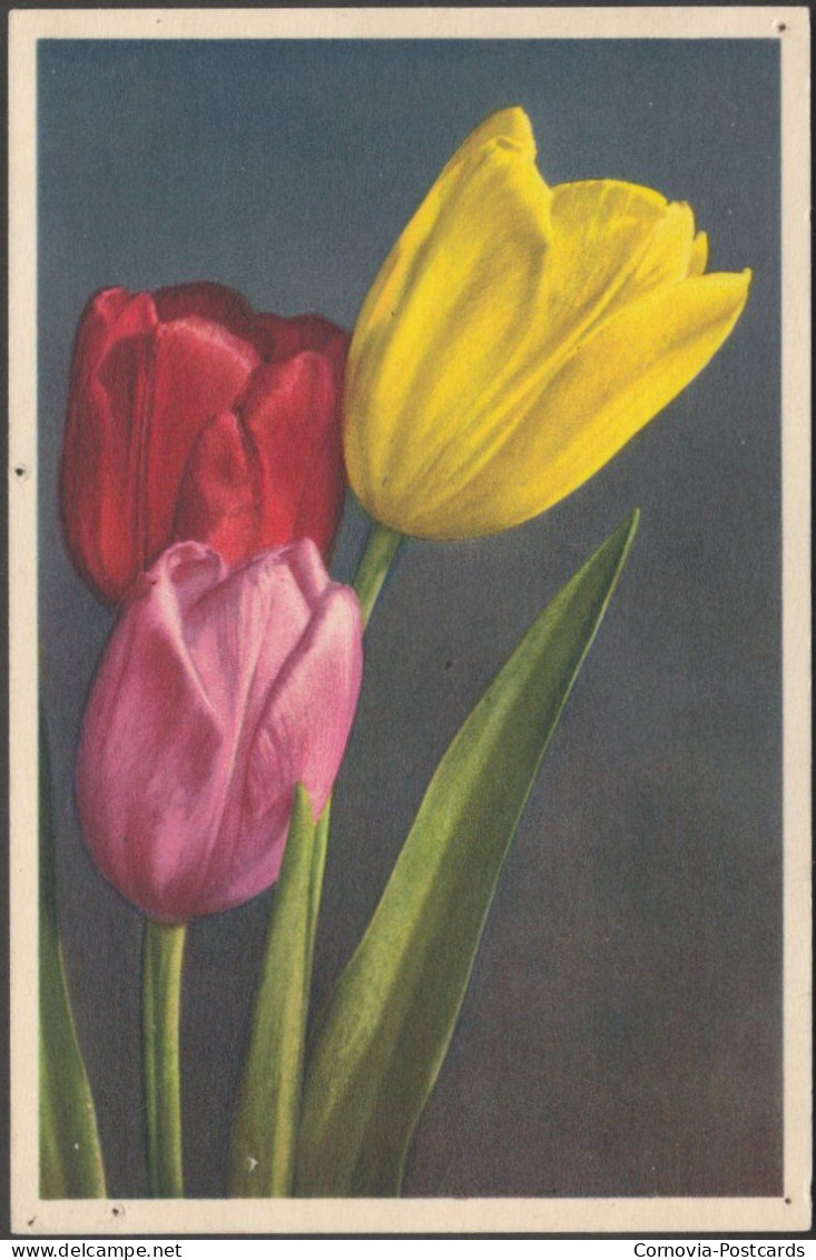 Tulipa, C.1930s - Edition Stehli CPA - Fiori