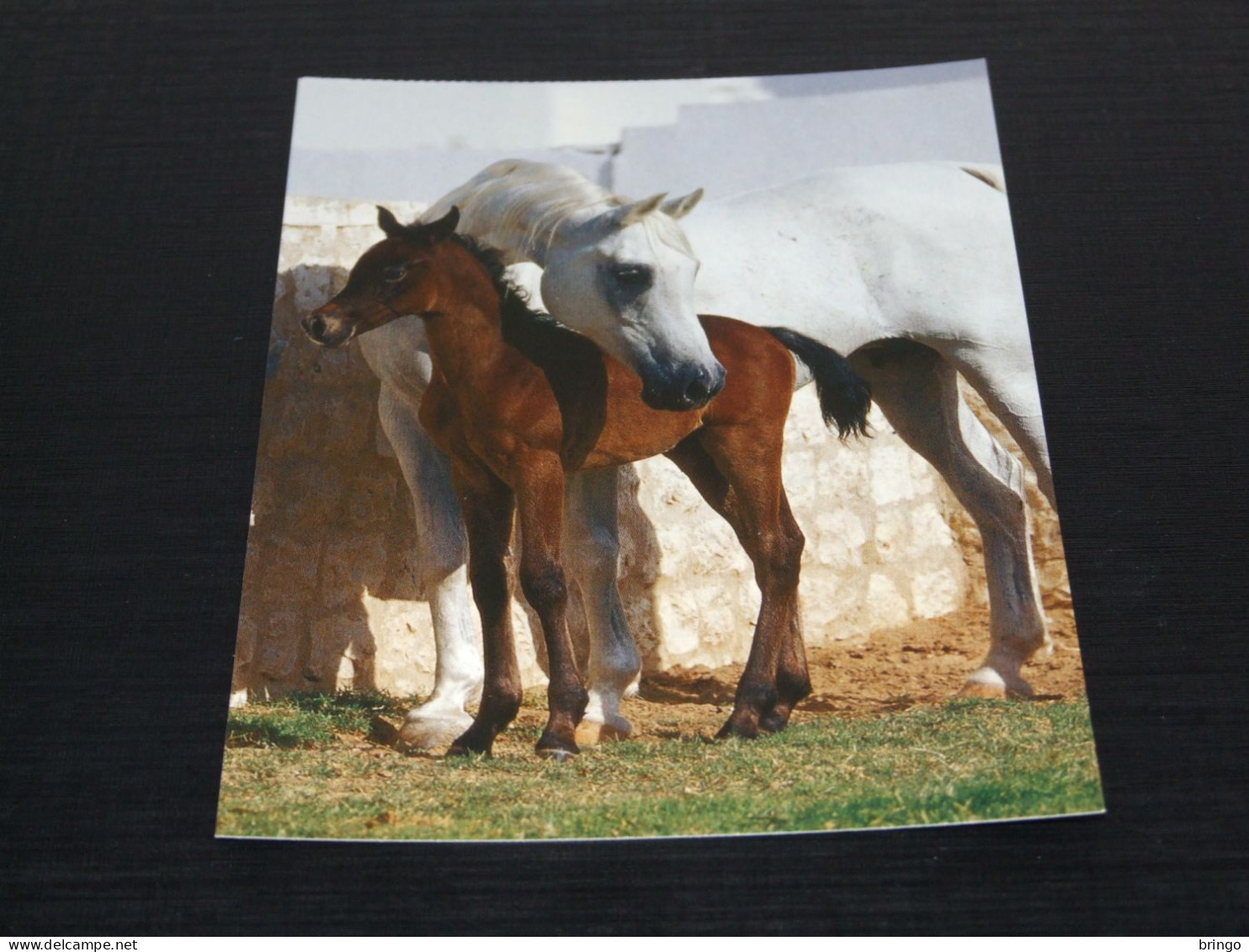 74947-      PURE-BRED ARAB / HORSES / PFERDE / CAVALLI / CHEVAUX / CABALLOS - Pferde