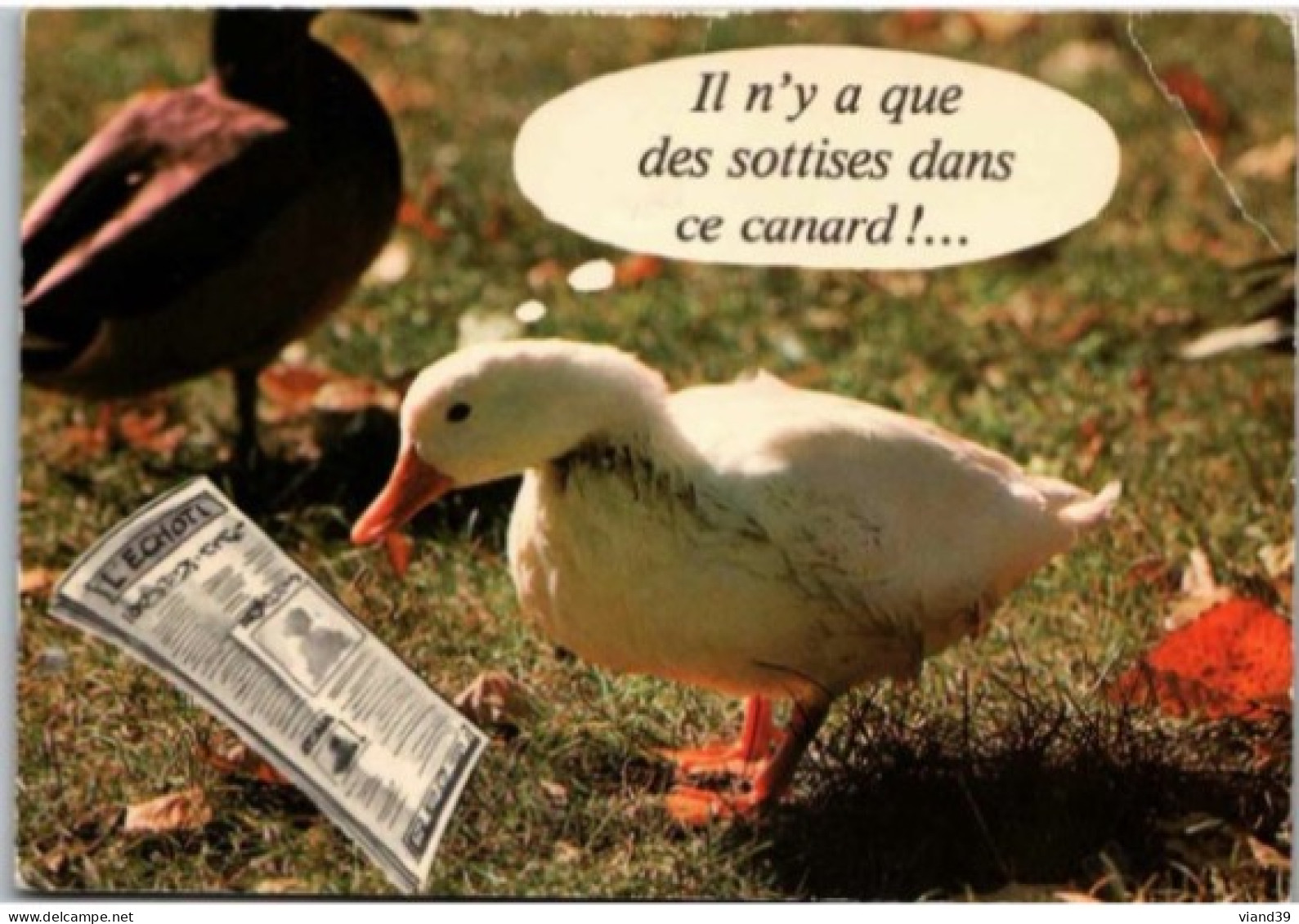 Il N'y A Que Des Sottises Dans Ce Canard. - Humour