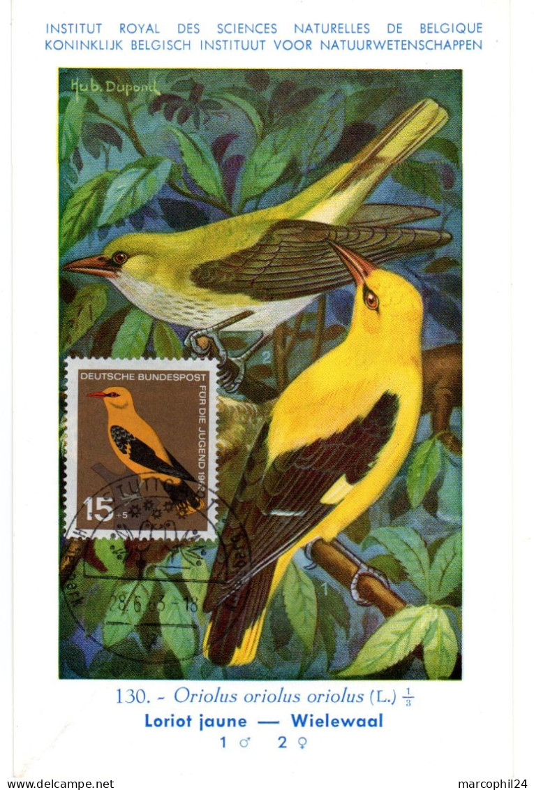 OISEAU / MERLE Doré - LORIOT = ALLEMAGNE 1963 N° 274 = CARTE MAXIMUM + INSTITUT ROYAL De BELGIQUE - Songbirds & Tree Dwellers