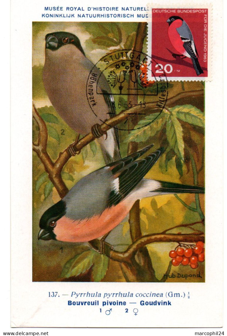 OISEAU / BOUVREUIL = ALLEMAGNE 1963 N° 275 = CARTE MAXIMUM + INSTITUT ROYAL De BELGIQUE - Sperlingsvögel & Singvögel