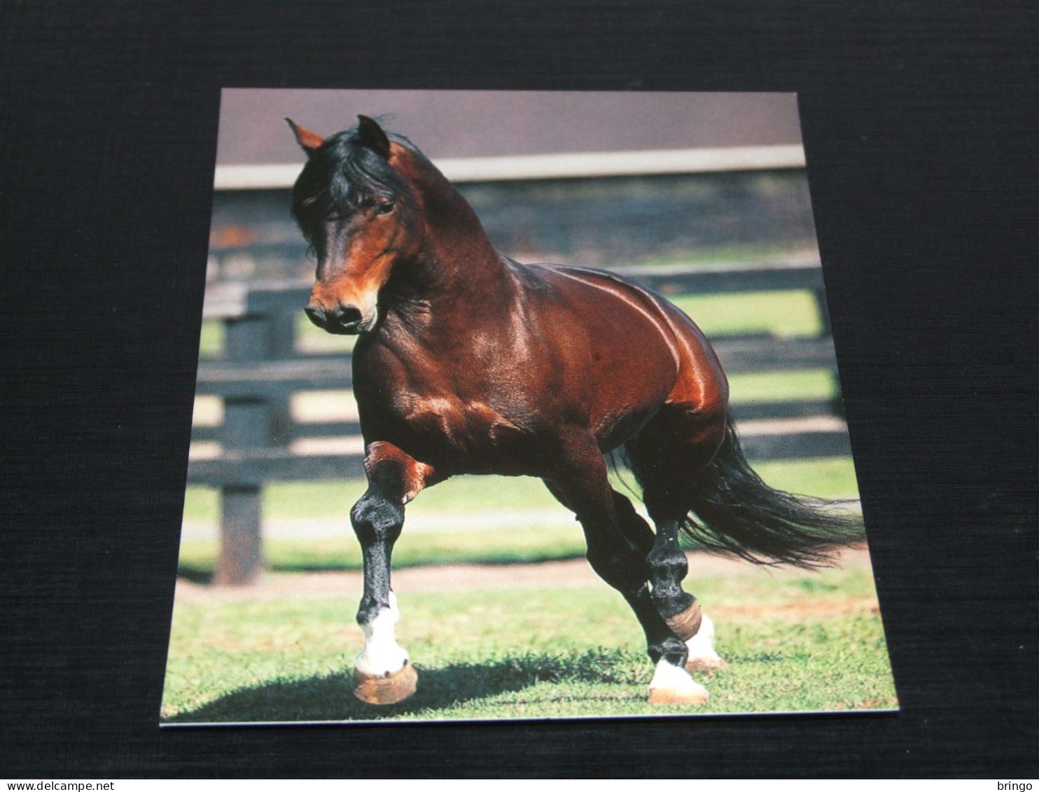 74957-      PERUVIAN STEPPING HORSE / HORSES / PFERDE / CAVALLI / CHEVAUX / CABALLOS - Pferde