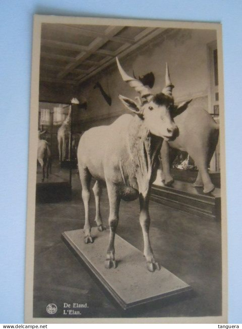 11 cp Tervuren Museum van Belgisch Congo en het park Musée du Congo Belge et le parc (701)