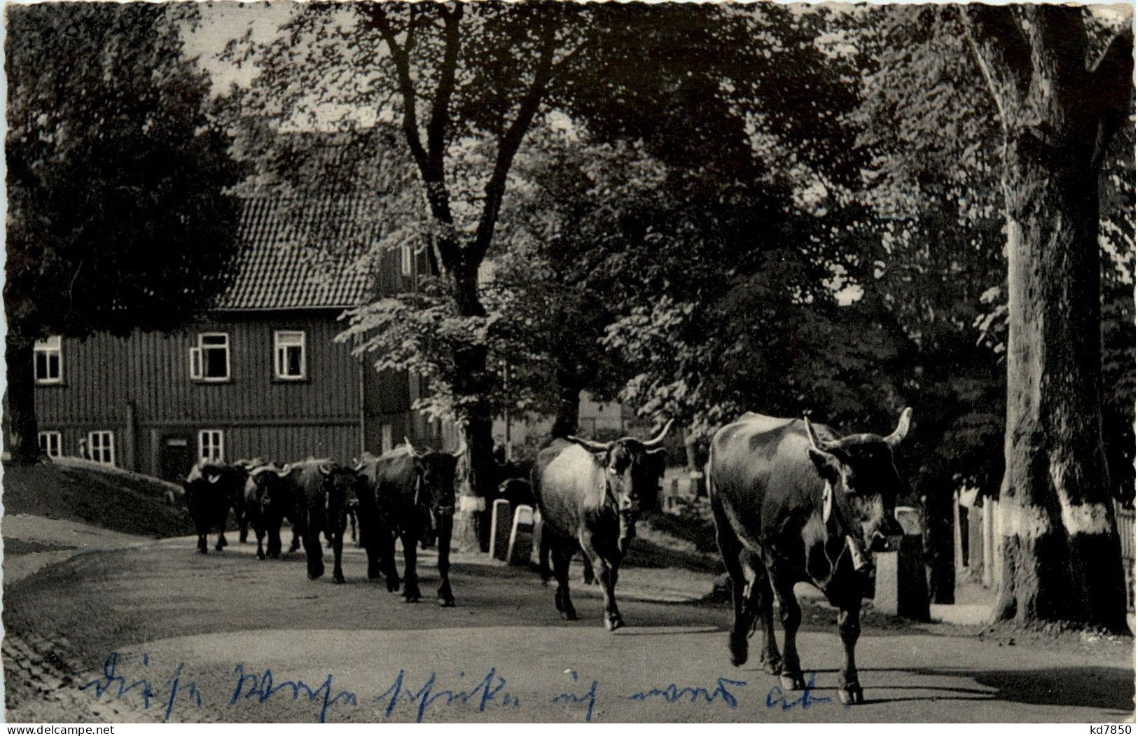 Hohegeiss - Kuhherde Auf Der Ortsstrasse - Braunlage