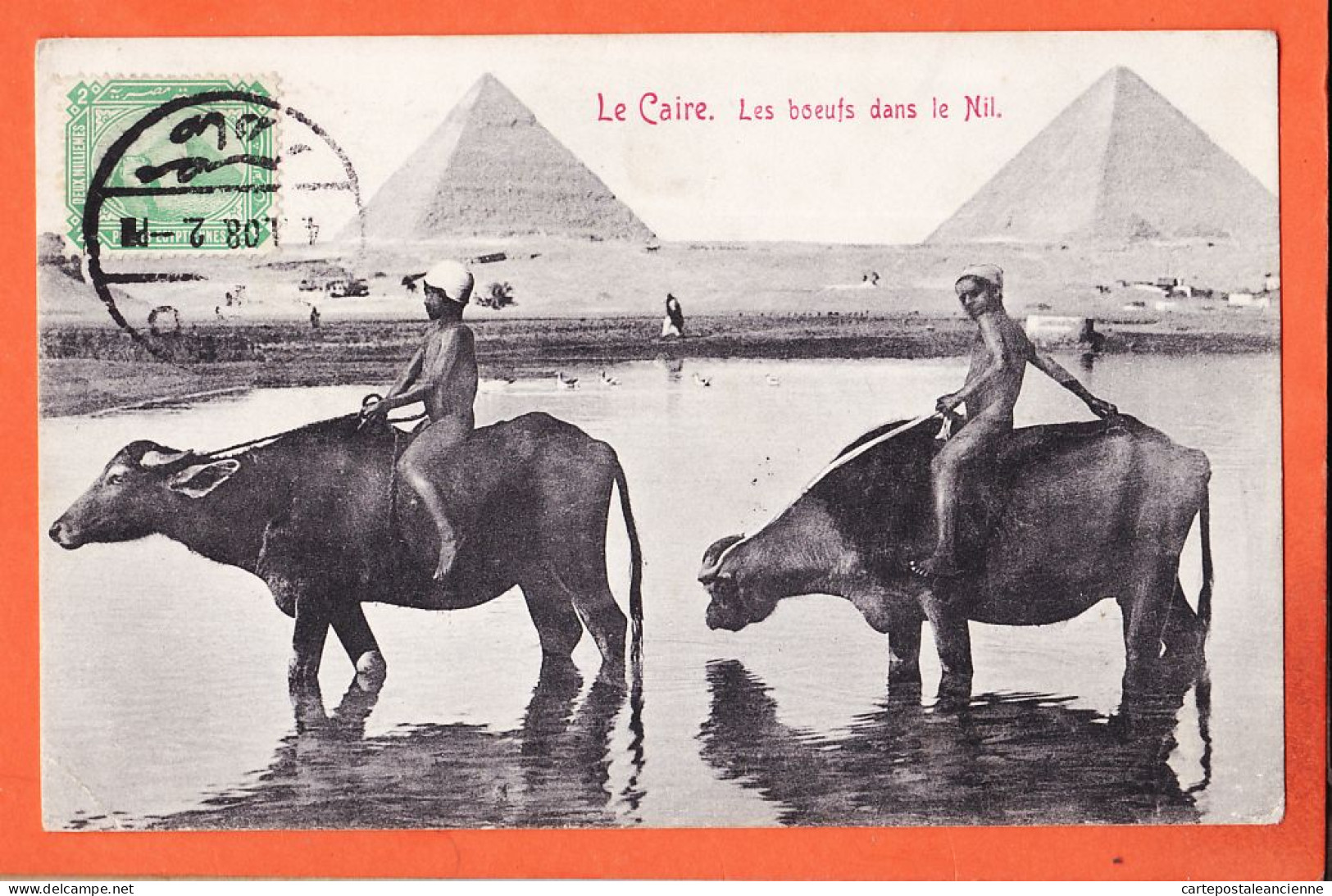 21973 / ⭐ ◉ LE CAIRE Egypte ◉  Boeufs Dans NIL Buffles  2 Pyramides GIZEH 1908 ◉ Papeterie CARTOSPORT Max RUDMANN  - Cairo