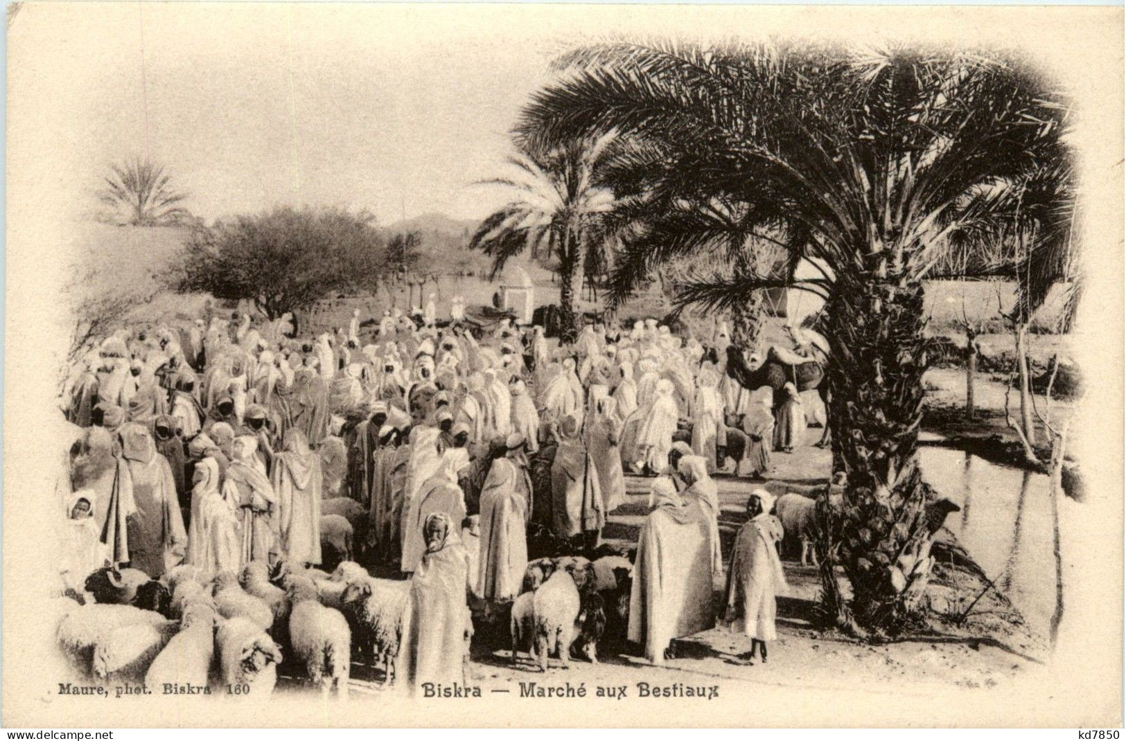 Biskra - Marche Aux Bestiaux - Biskra