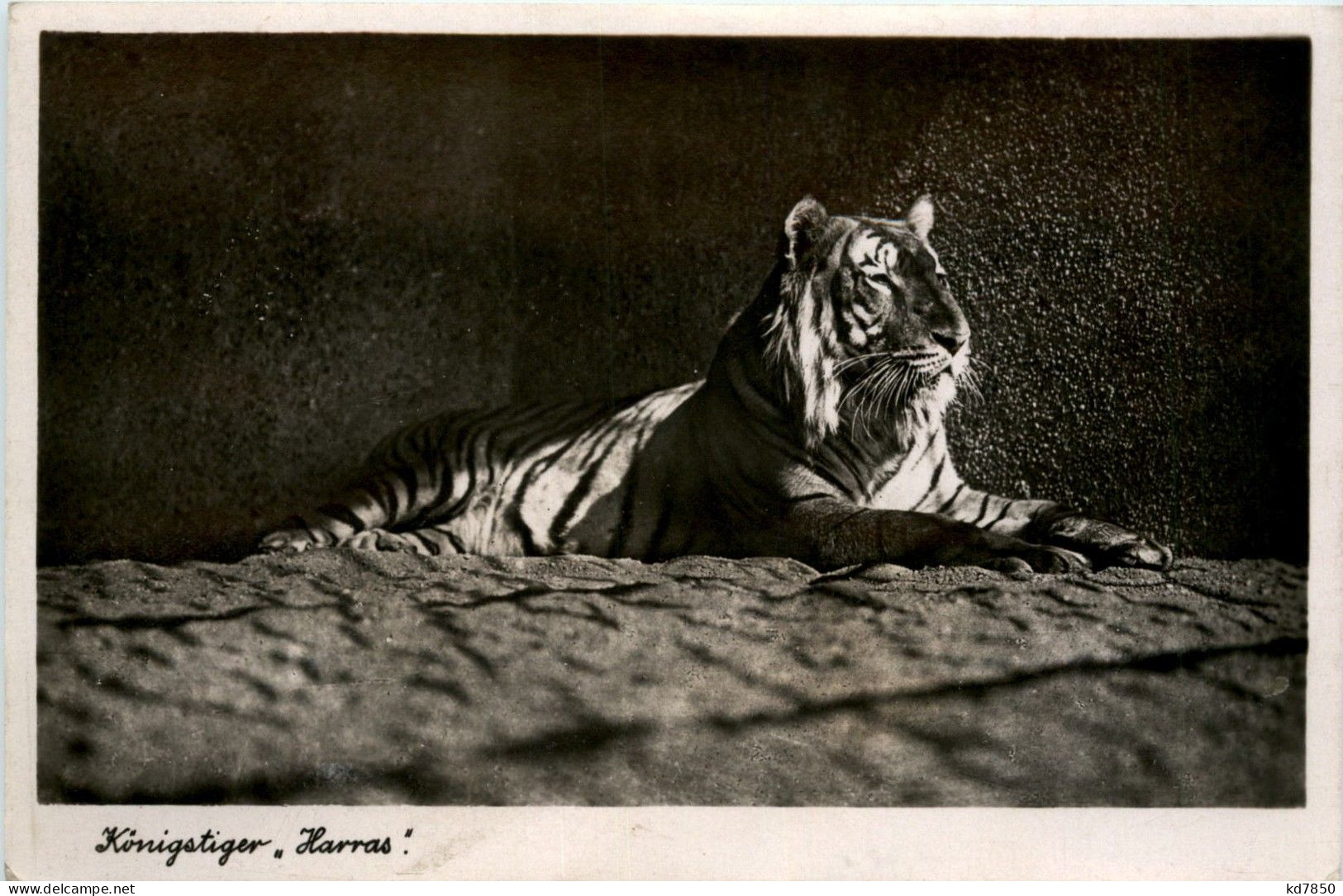 Zoologischer Garten Der Stadt Halle - Königstiger Harras - Tiger - Halle (Saale)