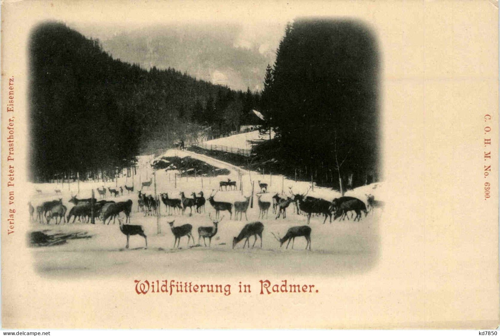 Wildfüterung In Radmer - Leoben