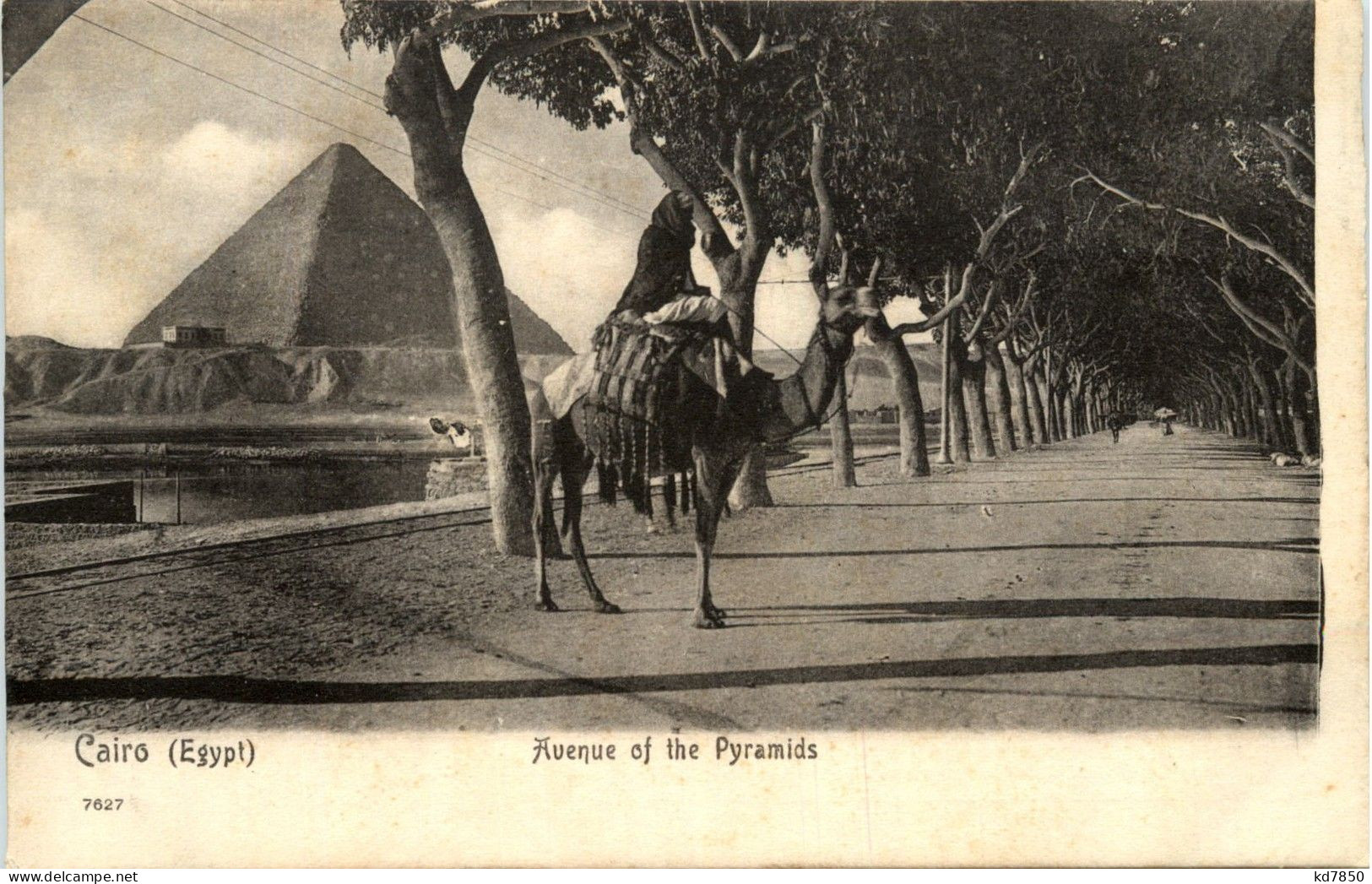 Cairo - Avenue Ot The Pyramids - Pyramides