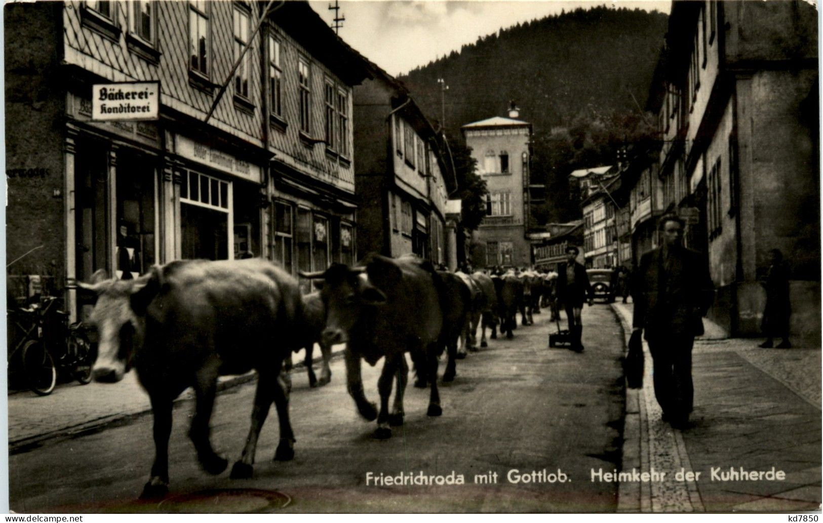 Friedrichroda - Heimkehr Der Kuherde - Friedrichroda