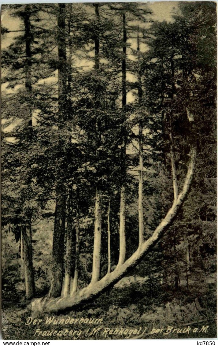 Bruck A.d. Mur/Steiermark - Der Wanderbaum - Frauenberg-Regkogel - Bruck An Der Mur