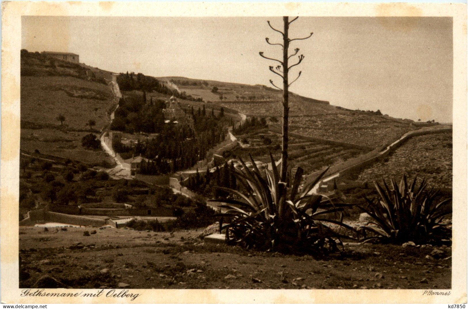 Gethsemane Mit Oelberg - Israel