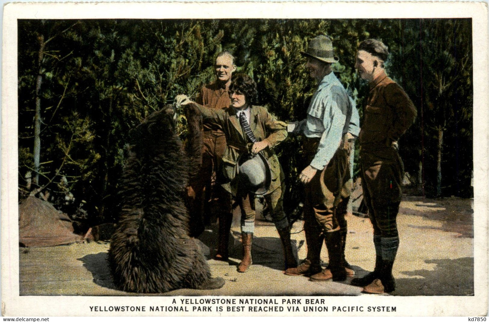 Yellowstone National Park Bear - USA Nationalparks