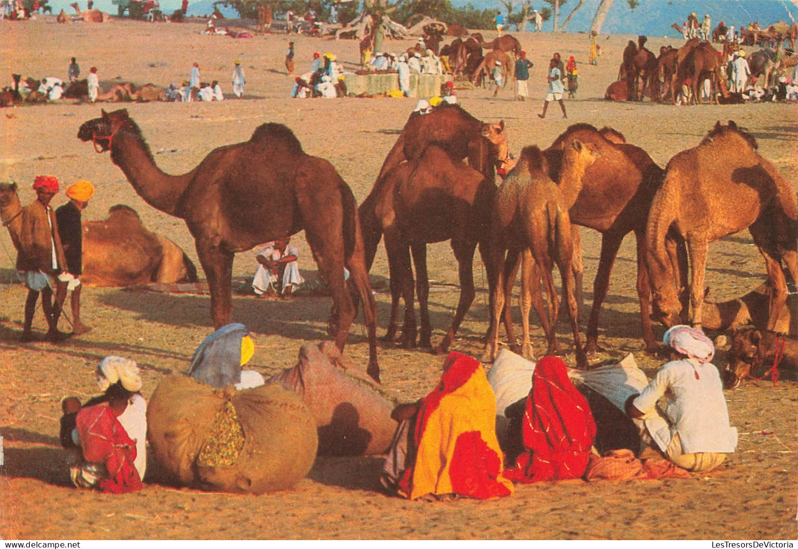 INDE - Camel Market - Rajastan - India - Vue Générale - Animé - Dromadaires - Carte Postale Ancienne - Indien