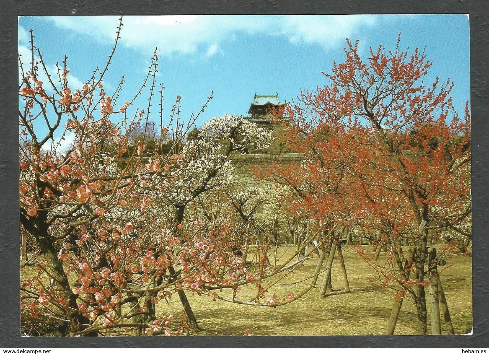 A Plum Blossom Garden - Osaka Castle - OSAKA - JAPAN - - Osaka