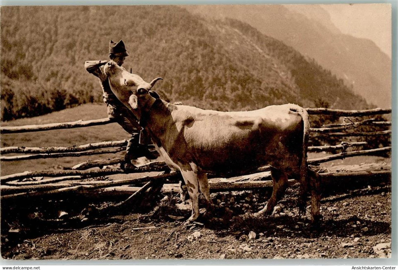 39627404 - Kind Mit Einem Bullen In Der Schweiz - Vaches