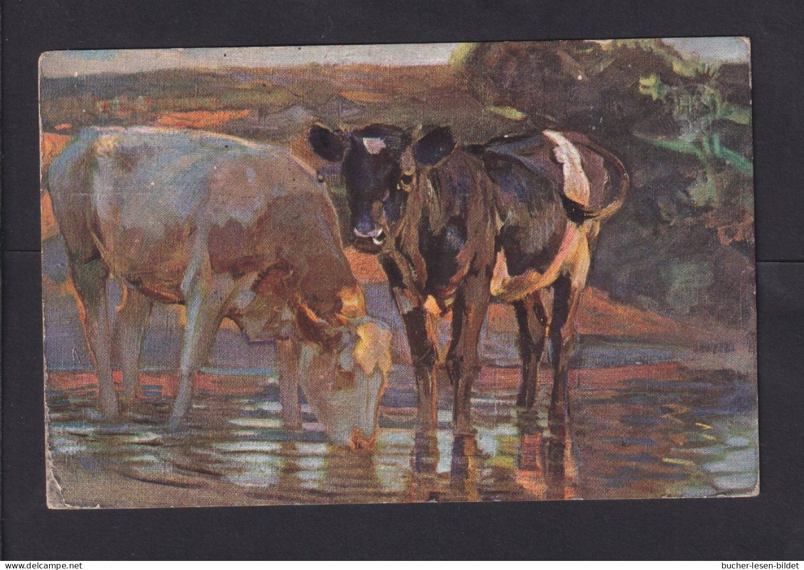 1908 - 5 Pf. Privat-Ganzsache "2 Kühe An Wasserloch" - Ab München - Farm
