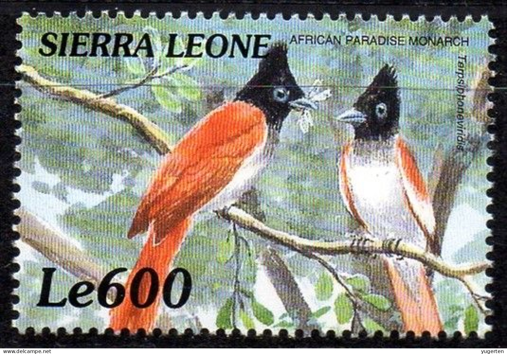 SIERRA LEONE 2000 - 1v - MNH - Birds Of Africa - African Paradise Flycatcher - Terpsiphone Viridis - Oiseaux - Vögel - Uccelli Canterini Ed Arboricoli