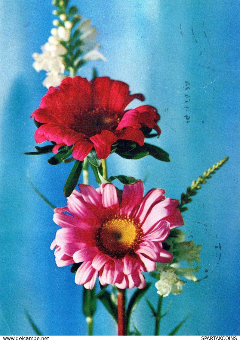 FLOWERS Vintage Ansichtskarte Postkarte CPSM #PAS428.A - Fiori