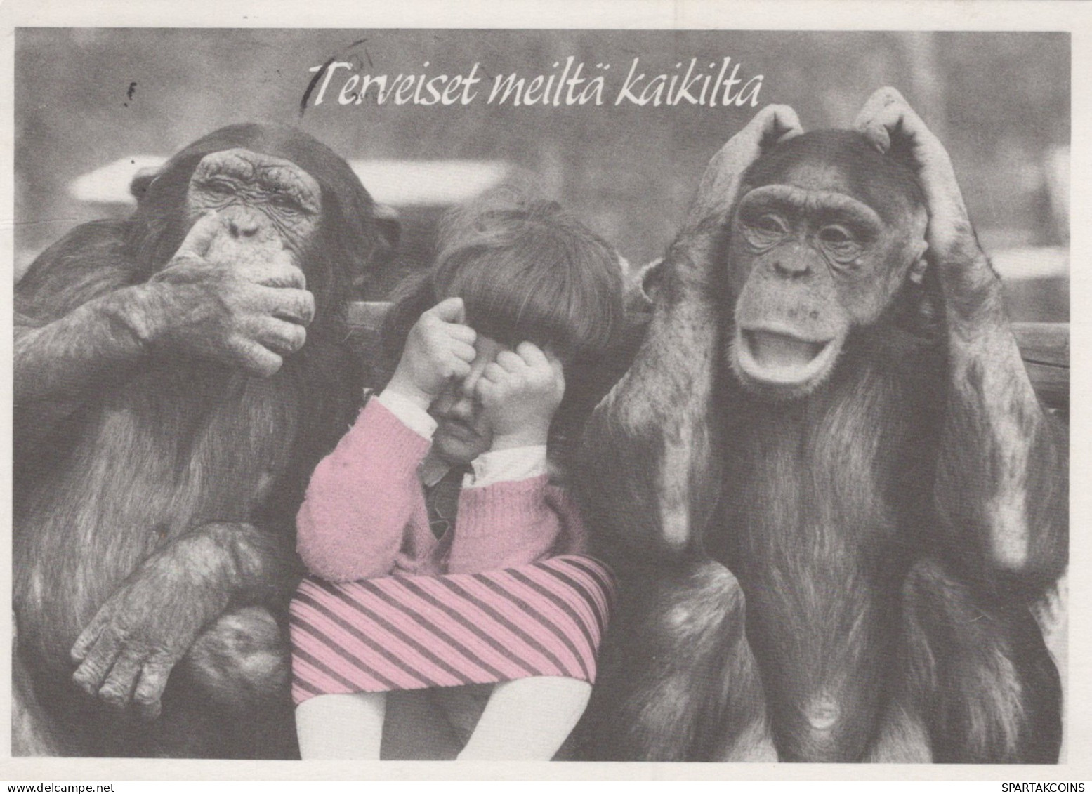 AFFE Tier Vintage Ansichtskarte Postkarte CPSM #PAN986.A - Monkeys