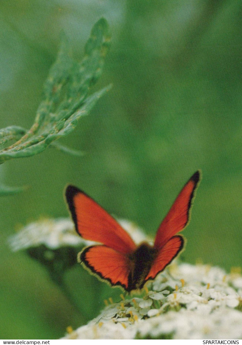 FARFALLA Animale Vintage Cartolina CPSM #PBS452.A - Butterflies