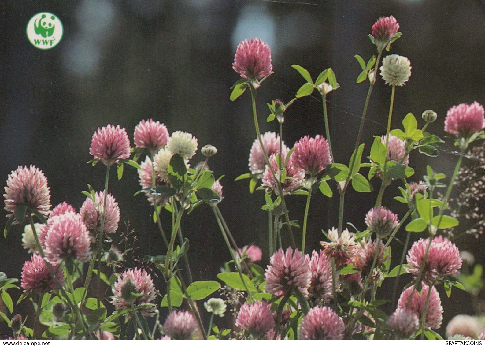 FLOWERS Vintage Postcard CPSM #PAS422.GB - Fleurs