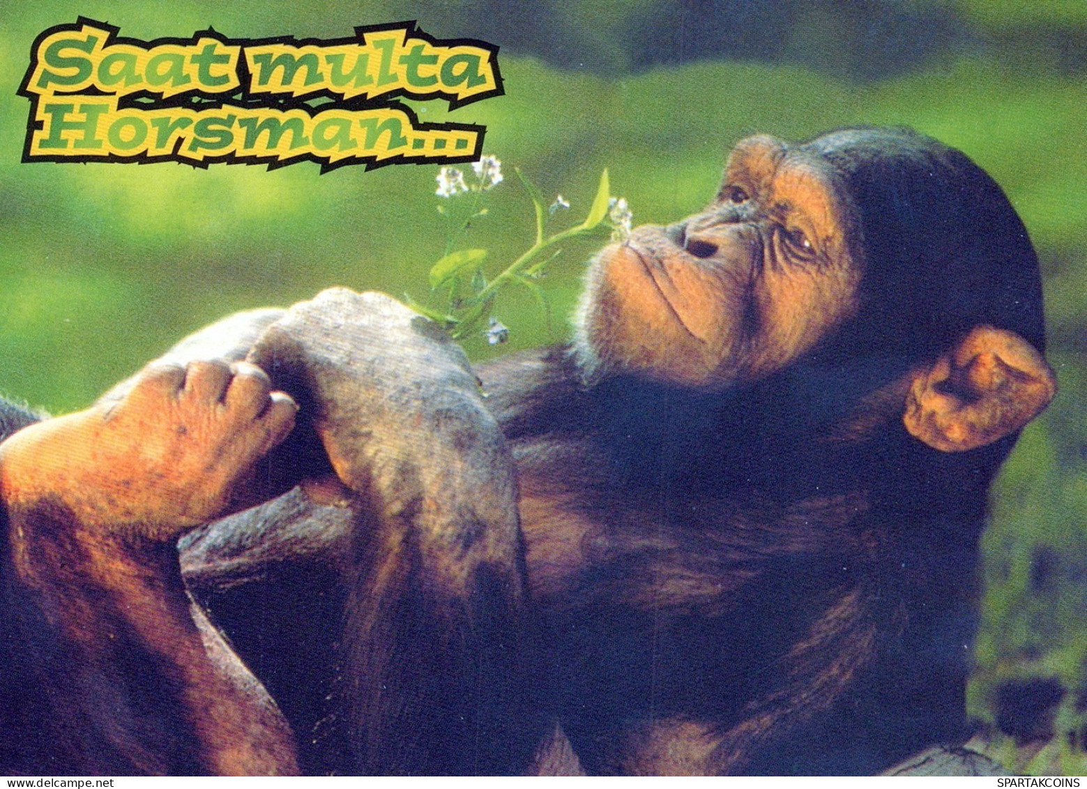 MONO Animales Vintage Tarjeta Postal CPSM #PAN979.ES - Singes