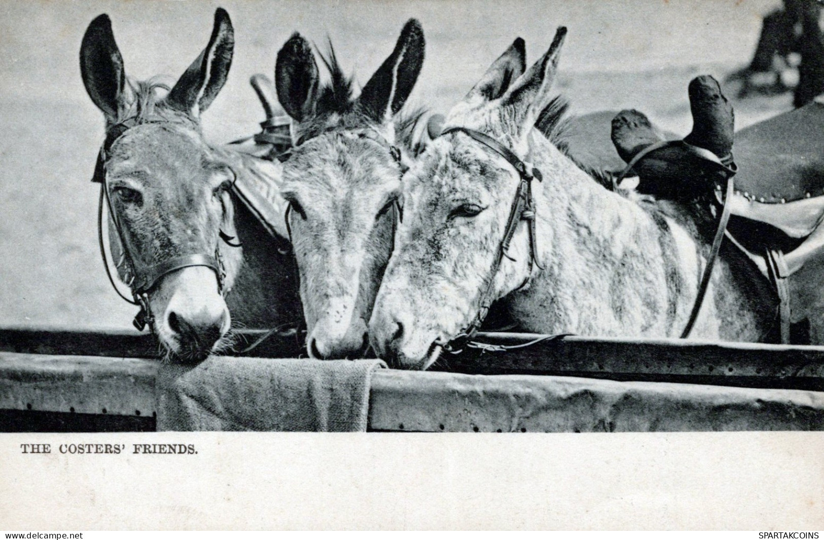 DONKEY Animals Vintage Antique Old CPA Postcard #PAA016.GB - Donkeys