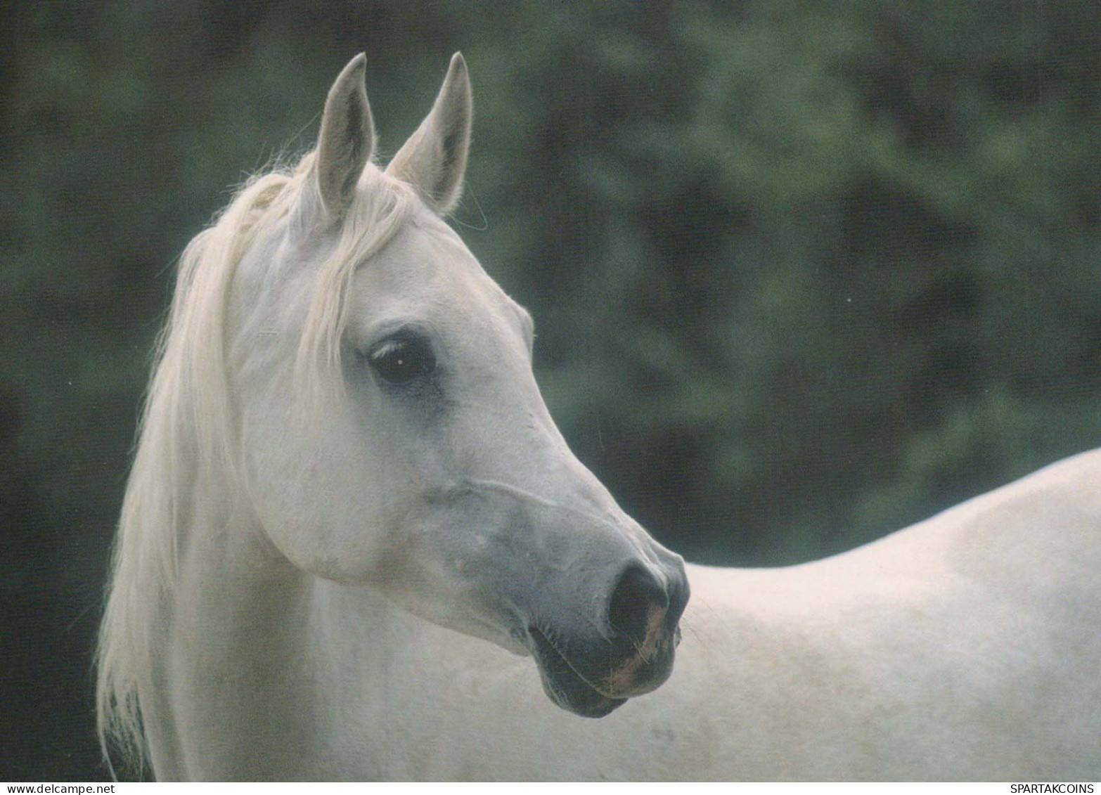 CABALLO Animales Vintage Tarjeta Postal CPSM #PBR915.ES - Pferde