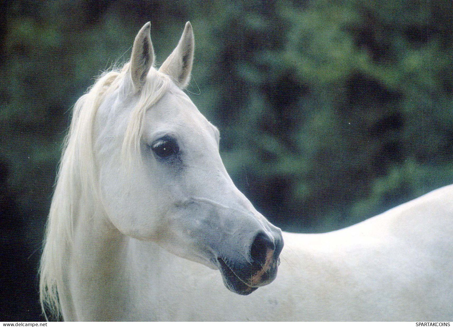 CABALLO Animales Vintage Tarjeta Postal CPSM #PBR915.ES - Pferde