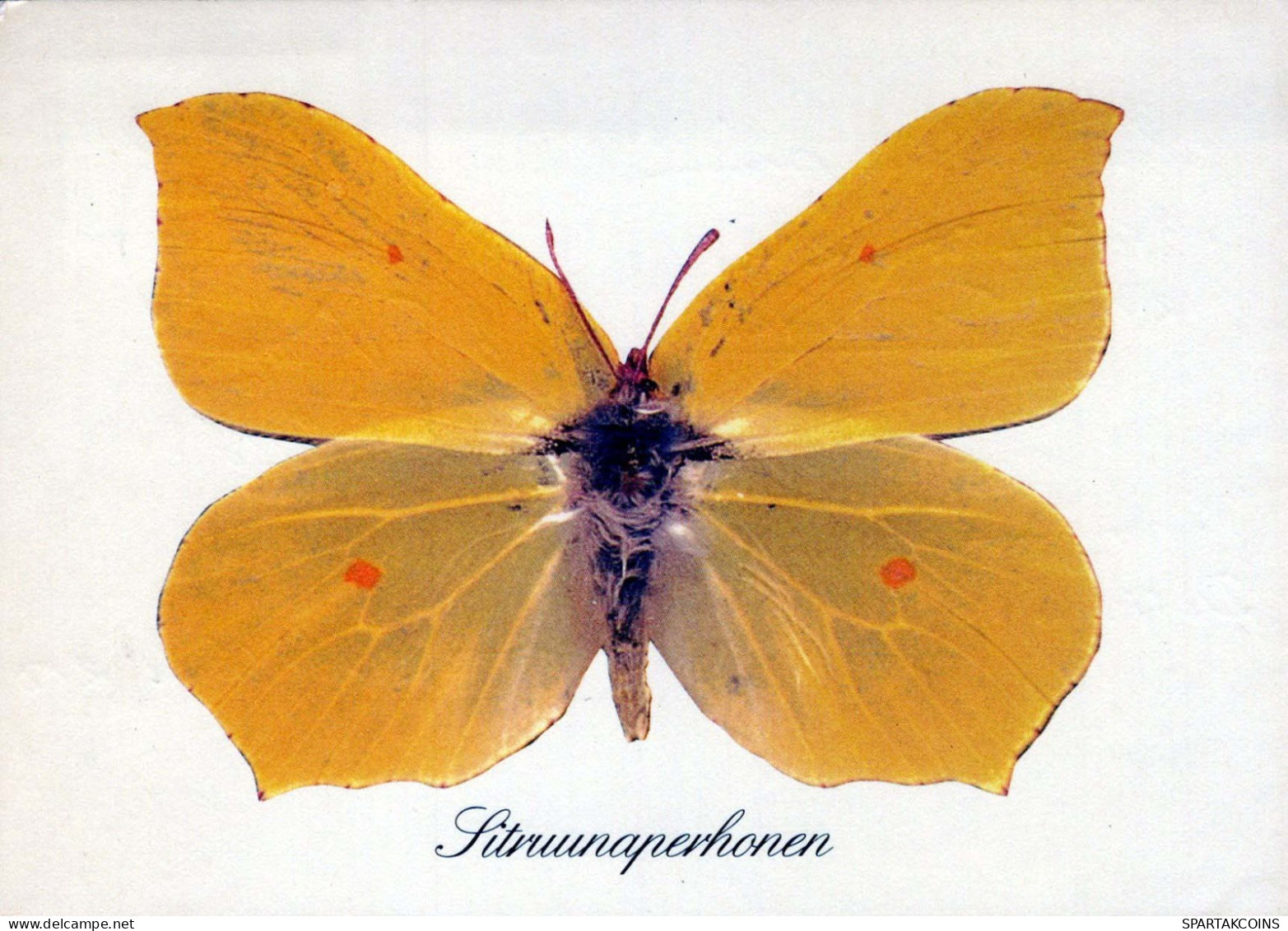 MARIPOSAS Animales Vintage Tarjeta Postal CPSM #PBS438.ES - Papillons