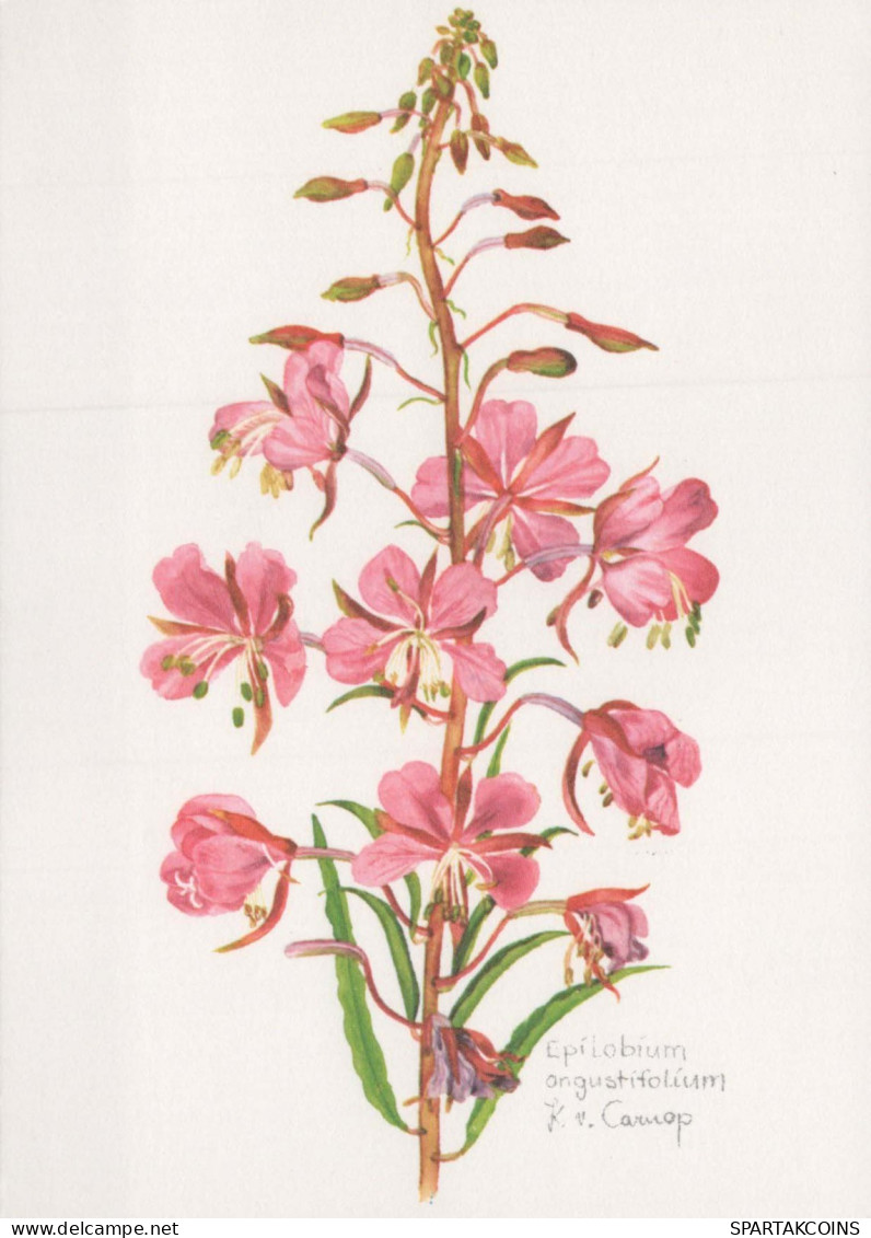 FLOWERS Vintage Ansichtskarte Postkarte CPSM #PAR344.DE - Blumen