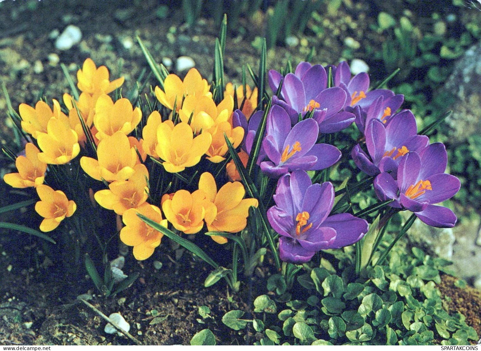 FLOWERS Vintage Ansichtskarte Postkarte CPSM #PAR464.DE - Blumen