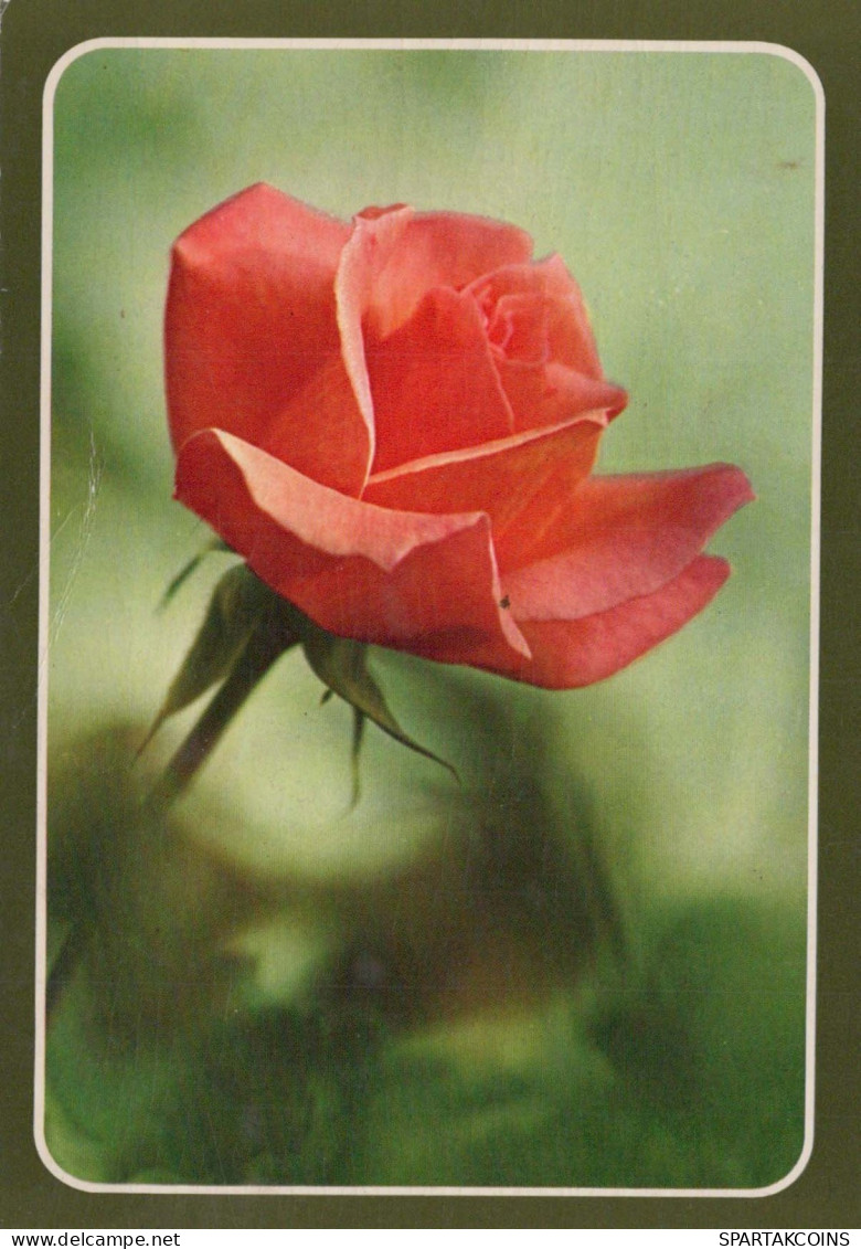 FLEURS Vintage Carte Postale CPSM #PBZ471.FR - Blumen