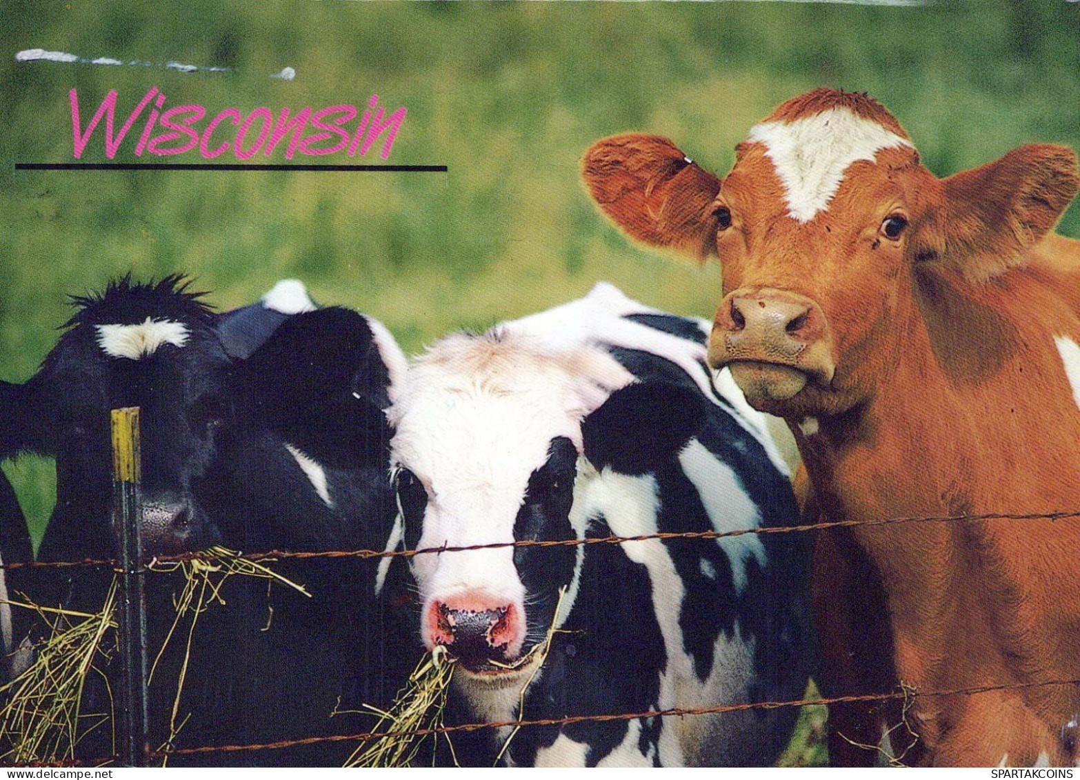 VACHE Animaux Vintage Carte Postale CPSM #PBR837.FR - Vacas