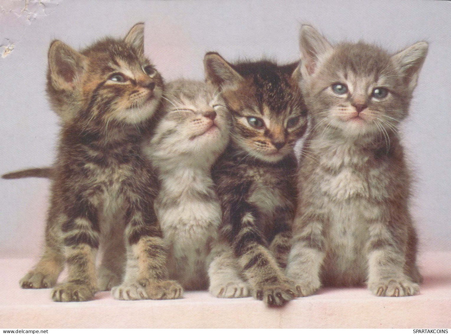 CHAT CHAT Animaux Vintage Carte Postale CPSM #PBQ929.FR - Cats