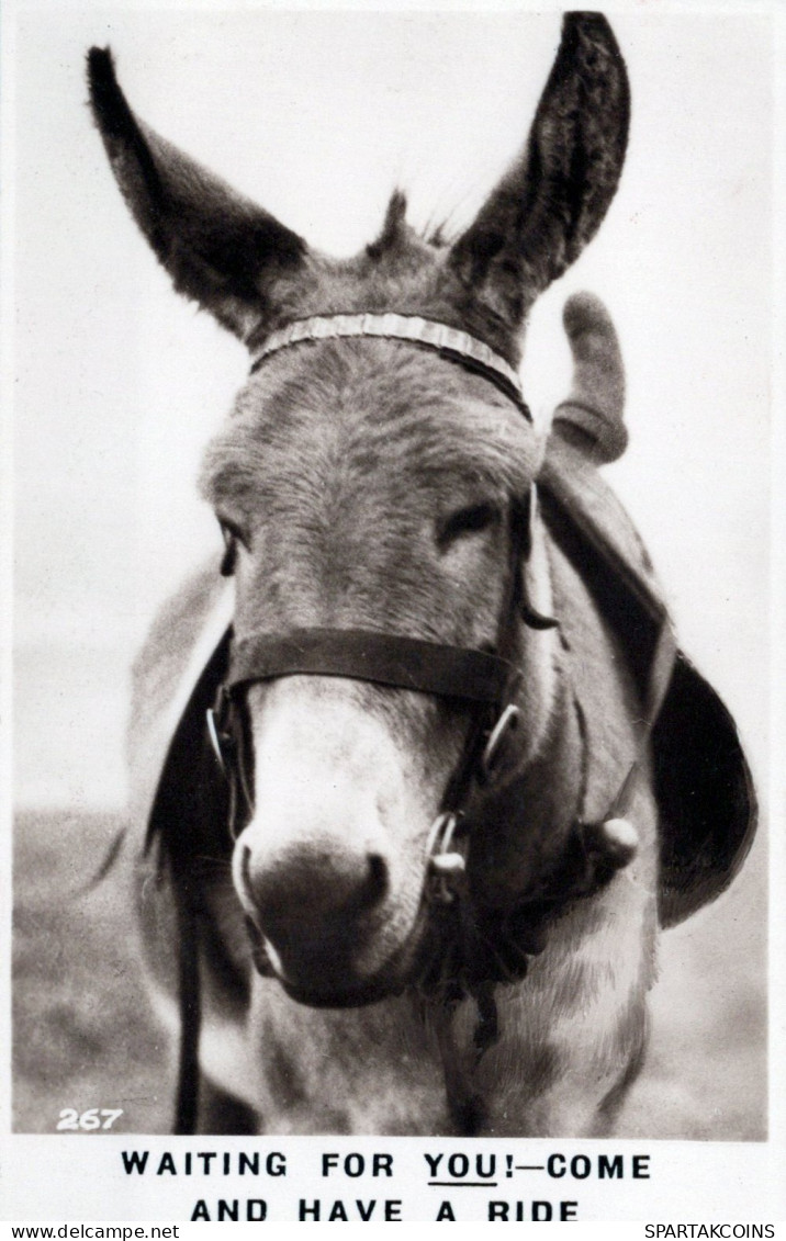 ASINO Animale Vintage CPA Cartolina #PAA281.IT - Burros