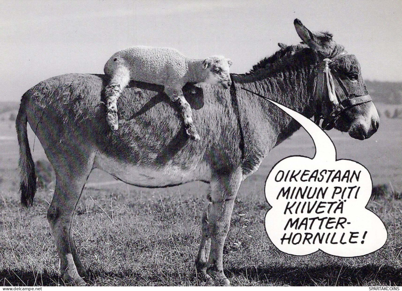 ASINO Animale Vintage Cartolina CPSM #PBR918.IT - Donkeys