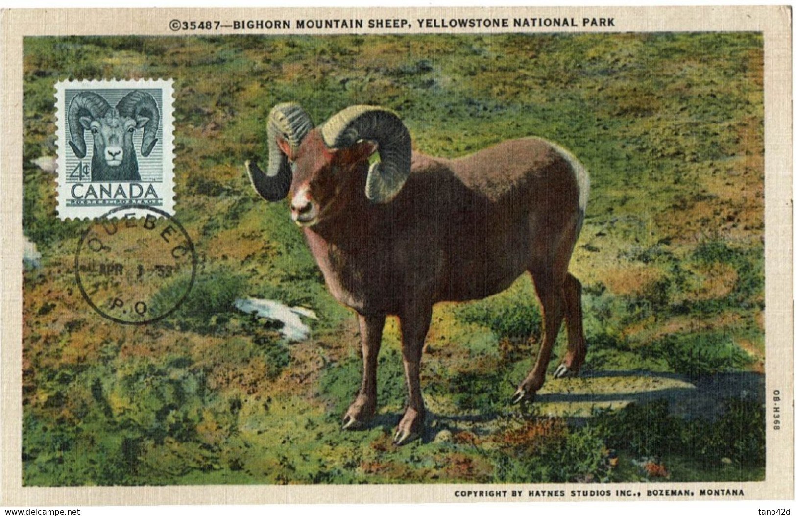 PP15 - CANADA CARTE MAXIMUM LE BIGHORN - Maximum Cards