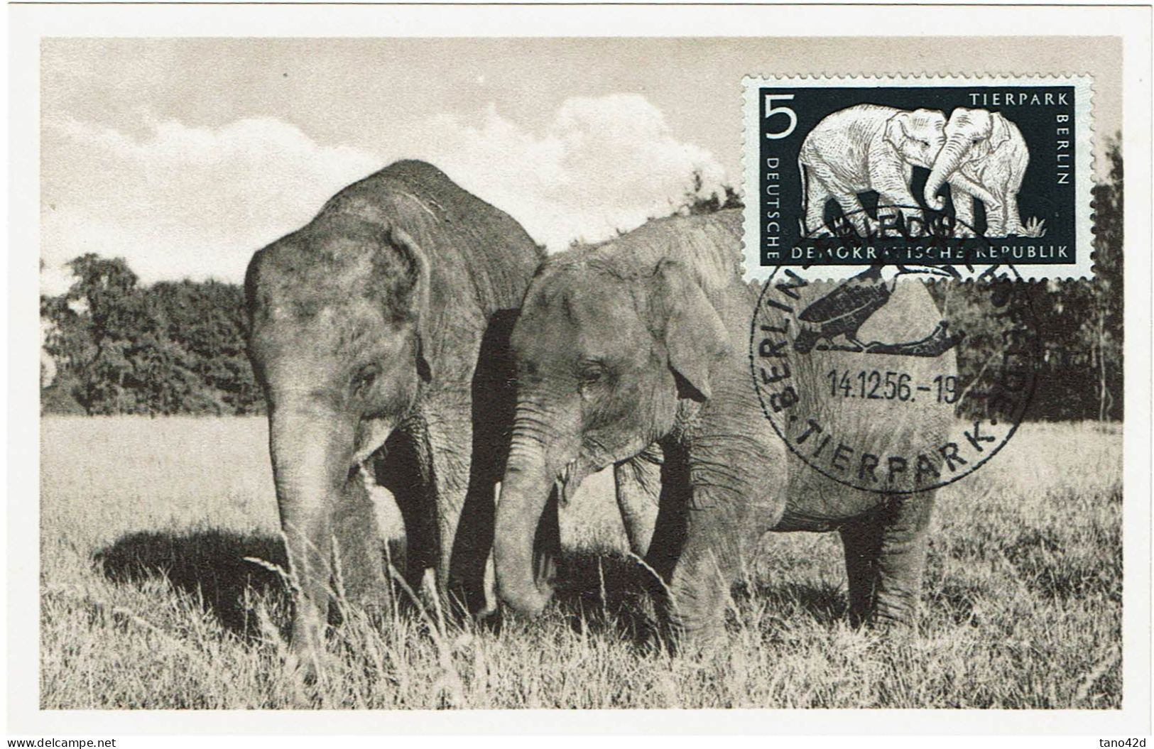 PP15 - ALLEMAGNE RD CARTE MAXIMUM ELEPHANTS - Cartes-Maximum (CM)