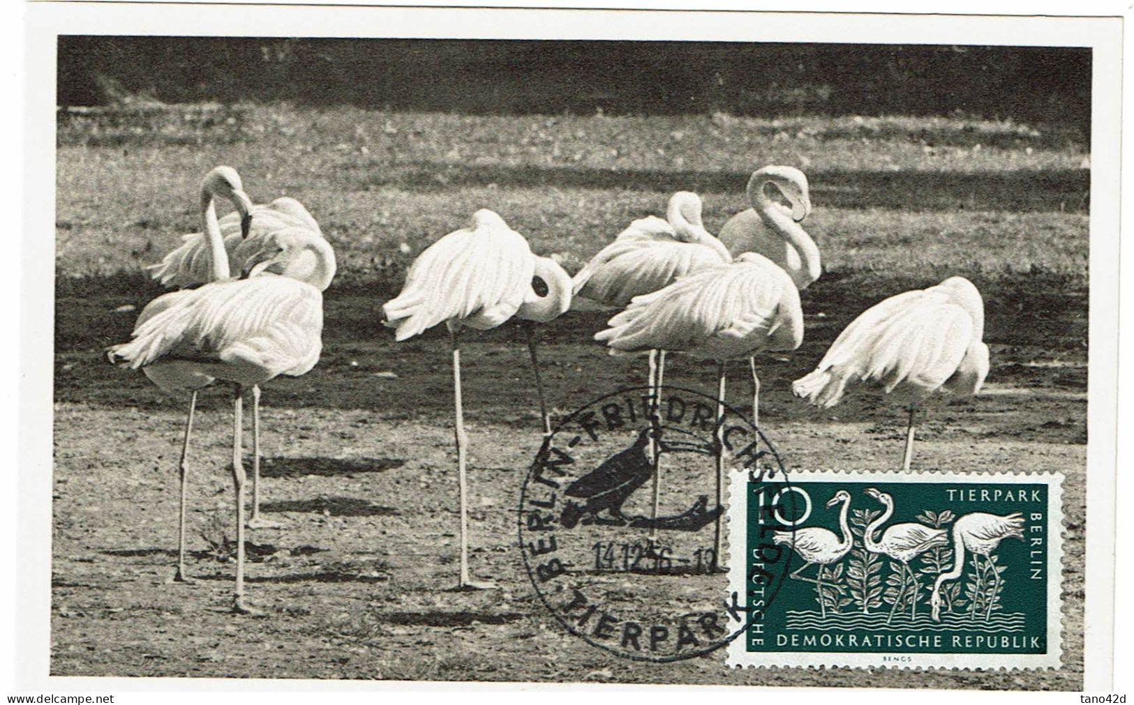 PP15 - ALLEMAGNE RD CARTE MAXIMUM FLAMANTS - Maximumkarten (MC)