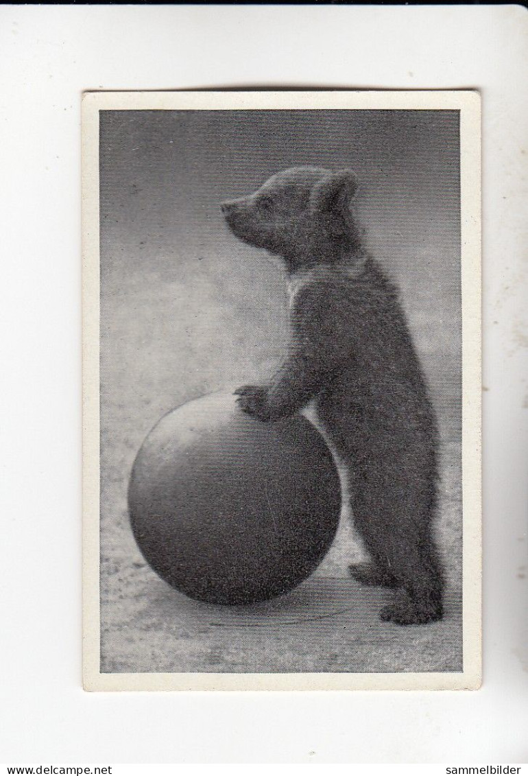 Mit Trumpf Durch Alle Welt Lustige Tierbilder Jung - Bär Spielt Ball   B Serie 2 #3 Von 1933 - Zigarettenmarken