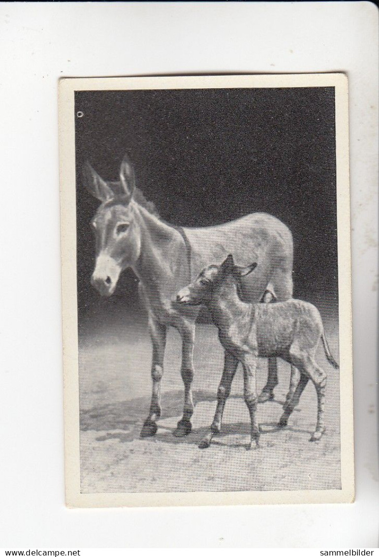 Mit Trumpf Durch Alle Welt Lustige Tierbilder Esel Mit Fohlen   B Serie 2 #6 Von 1933 - Andere Merken