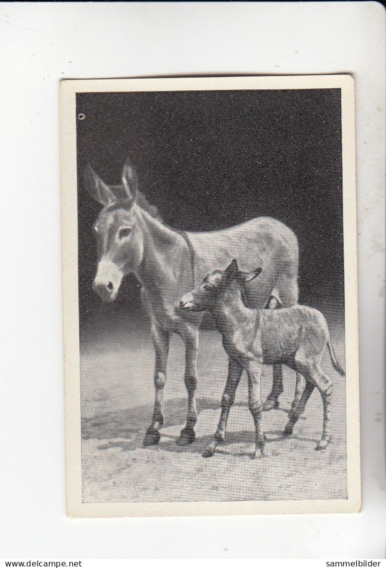 Mit Trumpf Durch Alle Welt Lustige Tierbilder Esel Mit Fohlen   B Serie 2 #6 Von 1933 - Zigarettenmarken